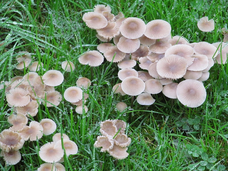Pretty Fungi, autumn, fungi, wet, grass, HD wallpaper