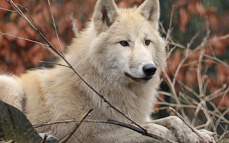 white wolf, forest animals, predators, wildlife, wolves, HD wallpaper