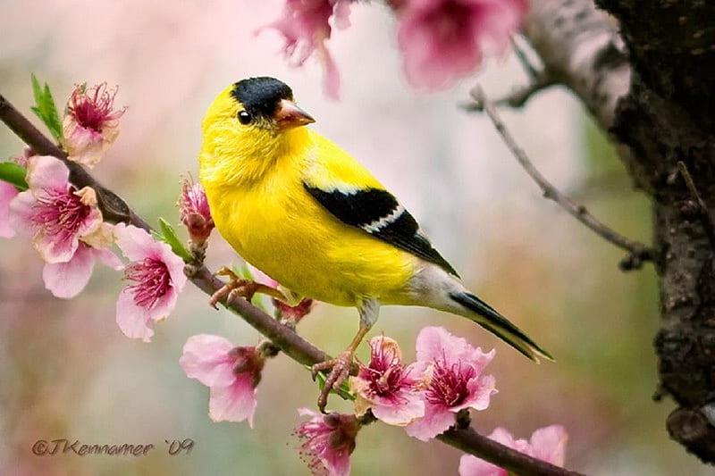 Goldfinch In a Pear Tree., blossom, pear, bird, flower, spring, goldfinch, finch, perch, HD wallpaper