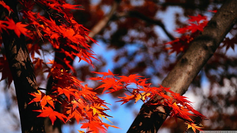 Japanese maple tree, forest, fall, autumn, maple, colors Japenese maple, leaf, tree, leaves nature, HD wallpaper