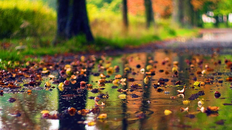 Colorful Leaves On Rainfall Water In Colorful Blur Bokeh Background Rain, HD wallpaper