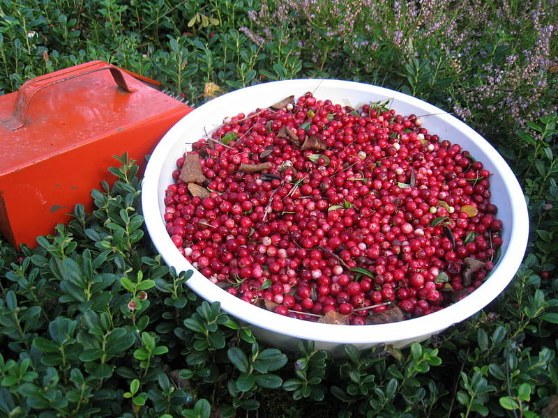 Look.... What I found in the forest .. Cowberry, forest, cowberry, green berry-picker, bowl, HD wallpaper