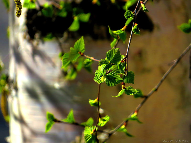 Leaf, birch, sun, spring, HD wallpaper