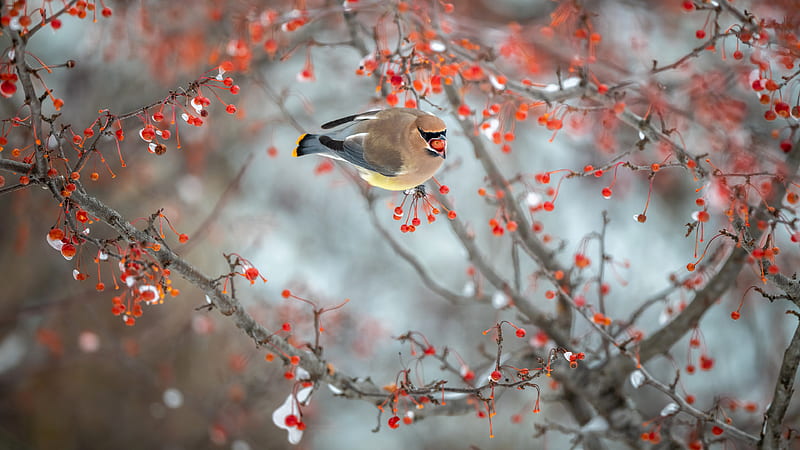 Brown Ash Chubby Waxwing Bird On Berry Branch Birds, HD wallpaper