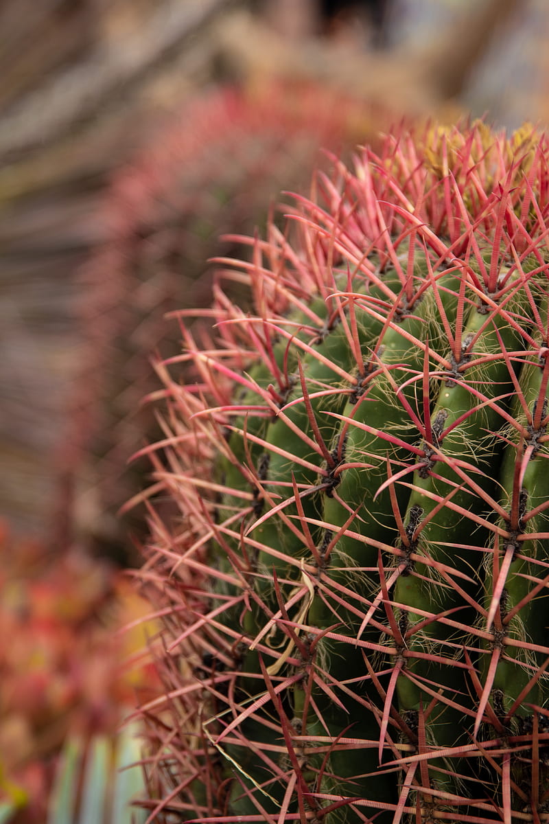 cactus, needles, spines, plant, macro, HD phone wallpaper