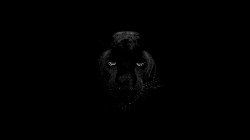 Green Eyes Black Panther, black-panther, animals, HD wallpaper