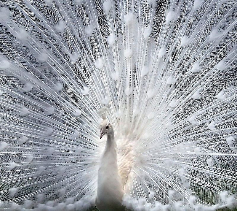 White Feathers, animal, bird, feather, peacock, HD wallpaper