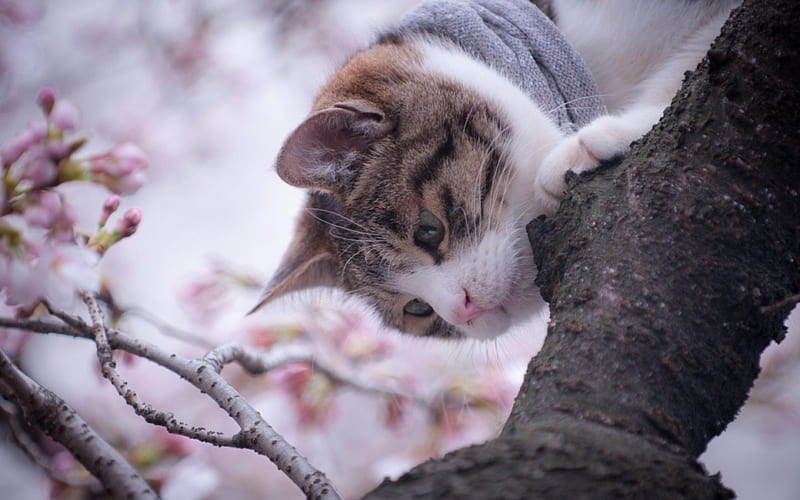 Enjoying the spring, tree, flower, cat, branch, pink, cherry blossom, animal, HD wallpaper