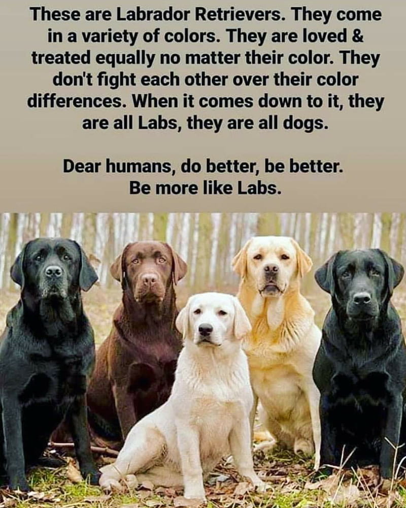 Dogs message to all, black, cute, dog, labs, pet, puppies, HD phone wallpaper