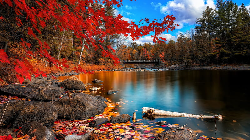 Fall Foliage, nature, autumn, trees, leaves, HD wallpaper
