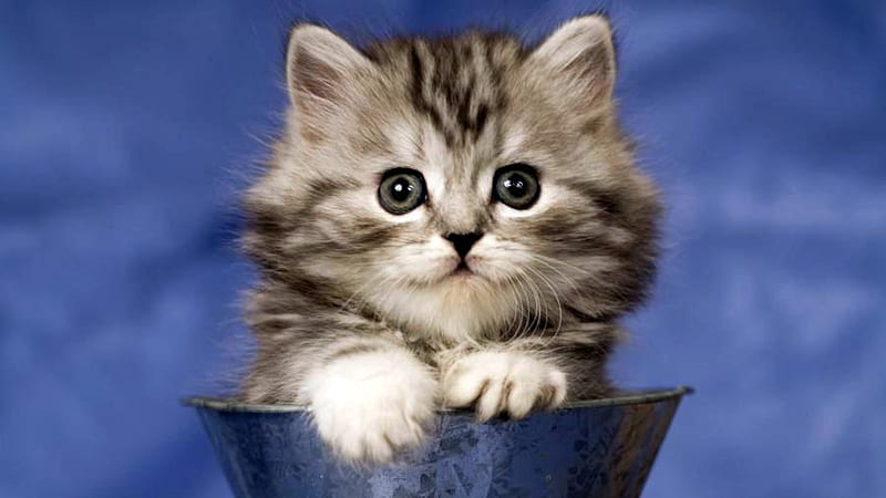 Beautiful Face, cat, kitten, silver tabby, blue cup, HD wallpaper