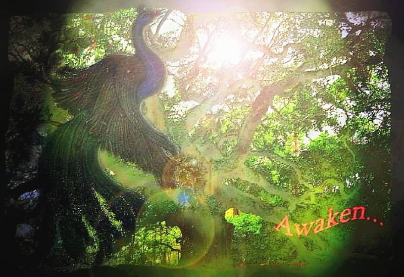 Peacock Signpost to Sunbeams Awaken, forest, awake, fantasy, sun, bird, peacock, dream, light, HD wallpaper