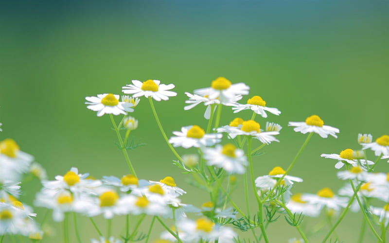 Chamomile, nature, green and white, white, annuals, biennials, yellow, yellow an white, daisies, graphy, green, flowers, prehistoric, HD wallpaper