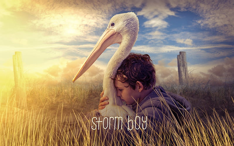 Storm Boy, poster, 2019 movie, Finn Little, Drama, Storm Boy 2019, HD wallpaper