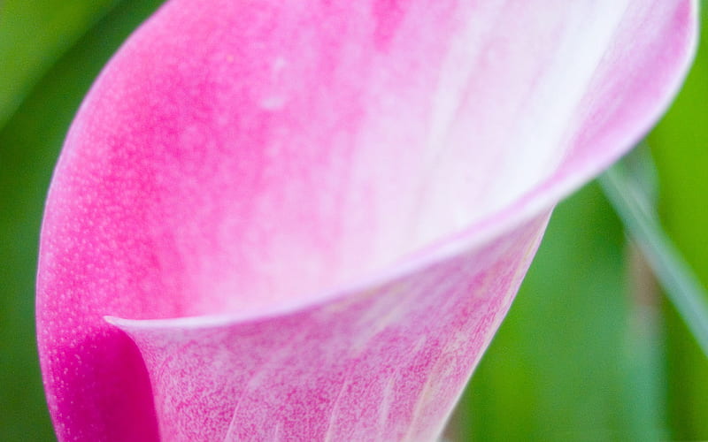 pink arum lily-flowers graphy, HD wallpaper