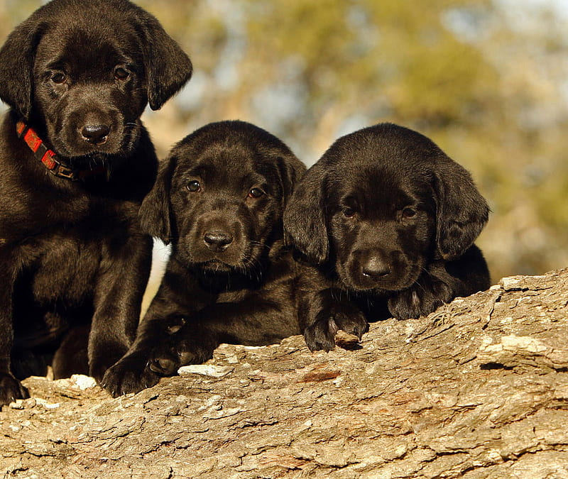 Cute Three Black Puppies Are On Treen Trunk In A Blur Background Animals, Chocolate Lab Puppies, HD wallpaper