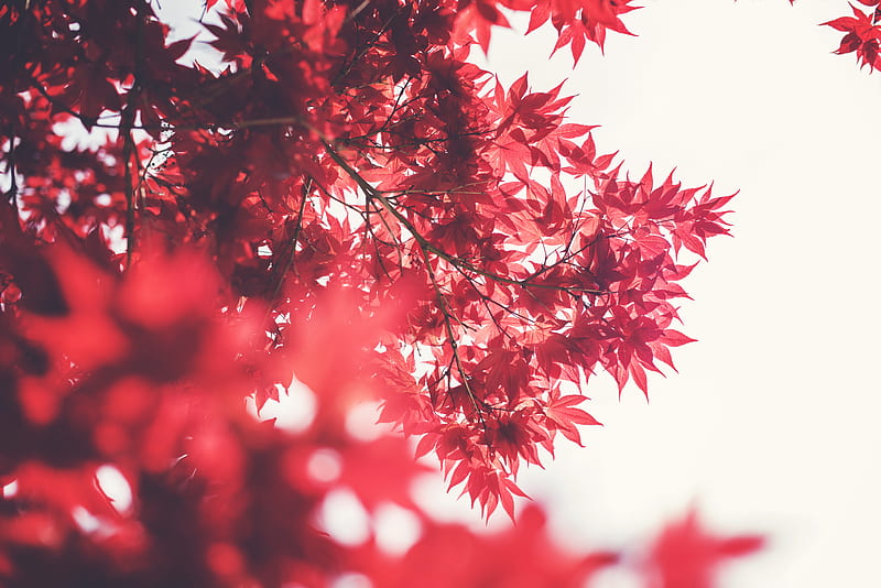 selective focus graphy of maple tree, HD wallpaper