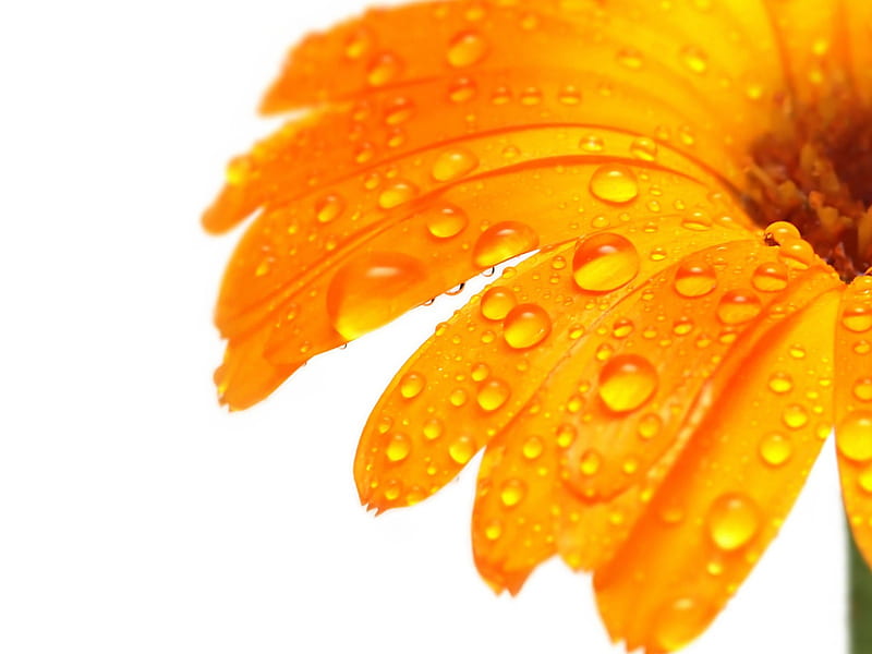 Flor de naranja, flor, naturaleza, gota, naranja, Fondo de pantalla HD