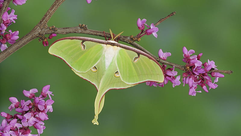 Mariposa, lila, grande, verde, Fondo de pantalla HD | Peakpx