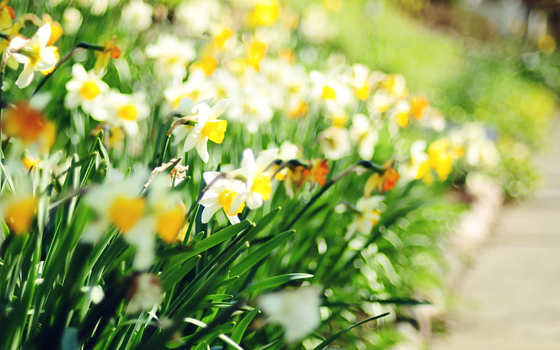 daffodil lane-spring Album, HD wallpaper