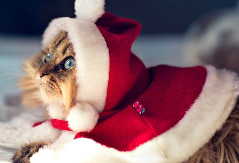 Christmas Cat, pretty, holidays, bonito, adorable, magic, cat eyes, xmas, sweet, graphy, magic christmas, beauty, happy holidays, animals, lovely, holiday, christmas, kitty, new year, happy new year, cat, cat face, hat, cute, paws, merry christmas, sweetness, eyes, cats, kitten, HD wallpaper
