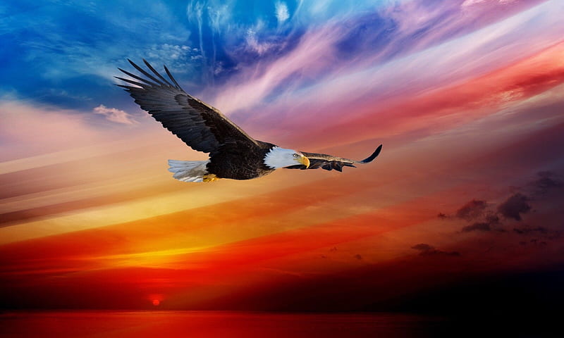 Eagle’s Flight, graphy, bird, flight, colors, nature, sky, Eagle, HD ...