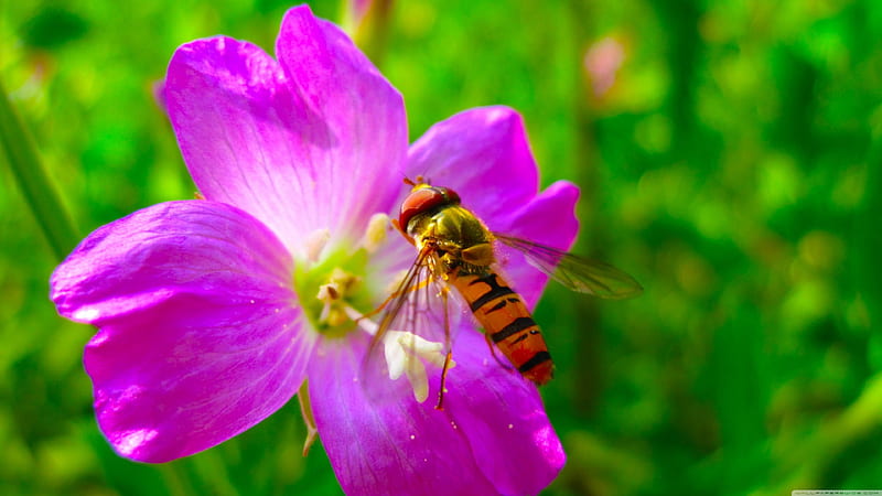 hoverfly on flower, flower, insect, purple, hoverfly, HD wallpaper