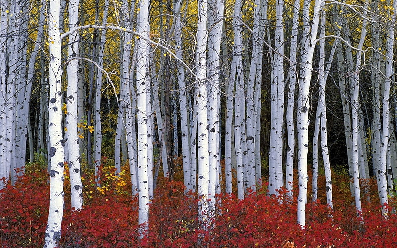 Autumn Birch Tree Forest, White, Autumn Birch, Leaves, HD wallpaper