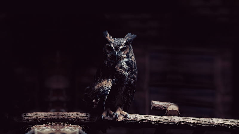 wise old owl, owl, bird, perch, barn, HD wallpaper