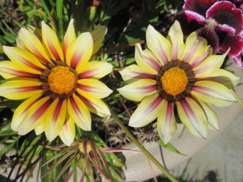 Twins sunshine in my October garden, yellow, red, flowers, green, HD ...