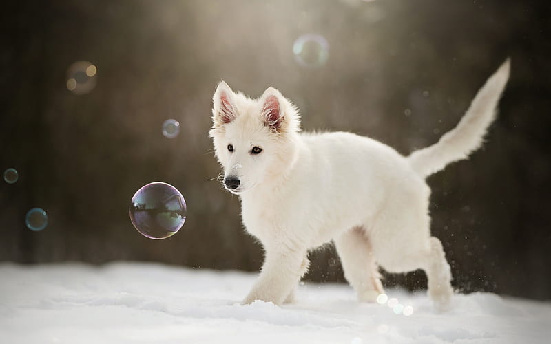 White Shepherd, winter, puppy, White Swiss Shepherd, pets, dogs, Berger Blanc Suisse, bubbles, White Shepherd Dog, HD wallpaper
