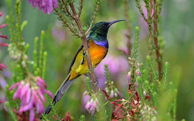 Sunbird, pájaro, verde, naranja, pasare, flor, rosa, Fondo de pantalla HD |  Peakpx