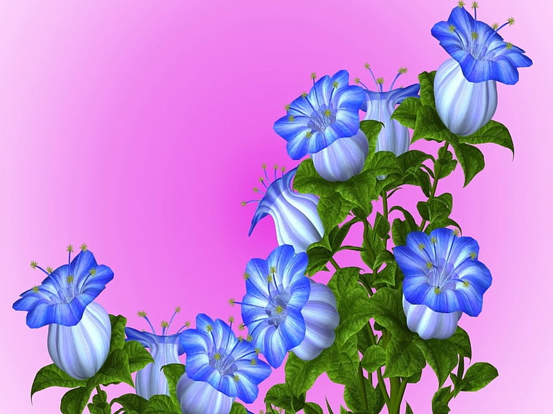 Flores raras en degradado, desenho, flores, rosa, azul, Fondo de pantalla  HD | Peakpx