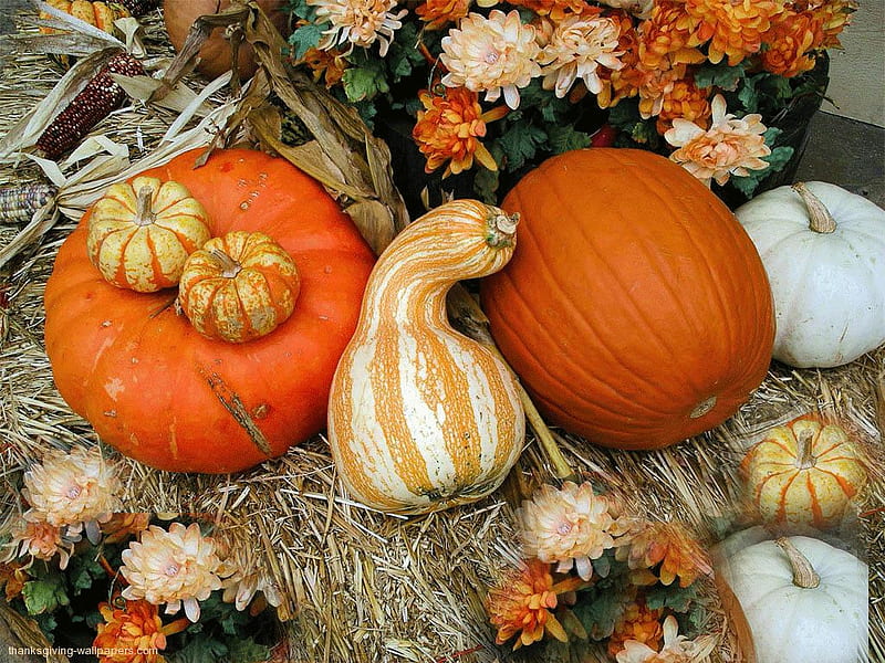 Thanksgiving, fall, still life, flowers, pumpkins, HD wallpaper