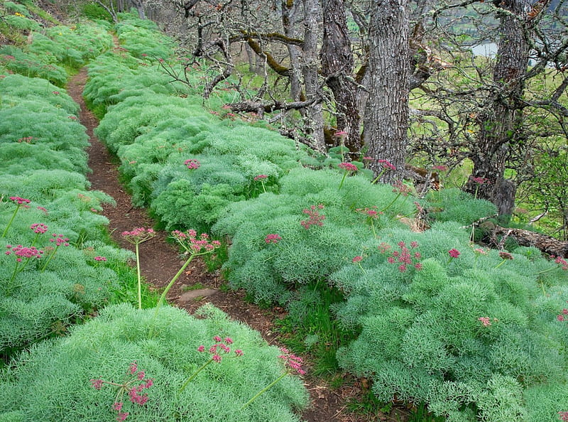 Trail-Through-Lomatium-Tom-McCall-Nature Conservancy Oregon., oregon, arvores, nature, flowers, floresta, HD wallpaper