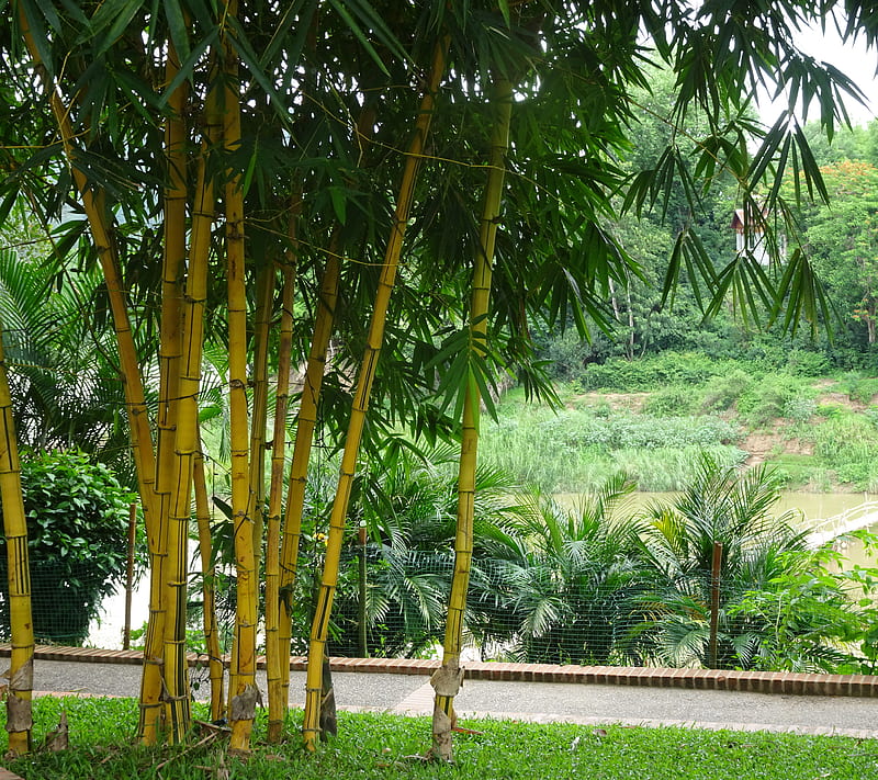 LOAS, bamboo, green, luang prabang, tree, HD wallpaper