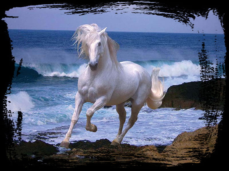 Ocean Winds - Horse F2Cmp, ocean, equine, surf, waves, horse, sea, beach, graphy, HD wallpaper
