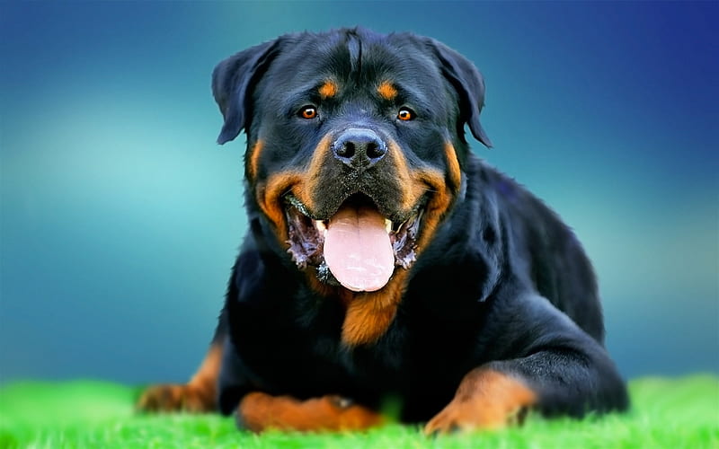 Rottweiler, big black dog, pets, green grass, dog on the grass, dogs, HD wallpaper