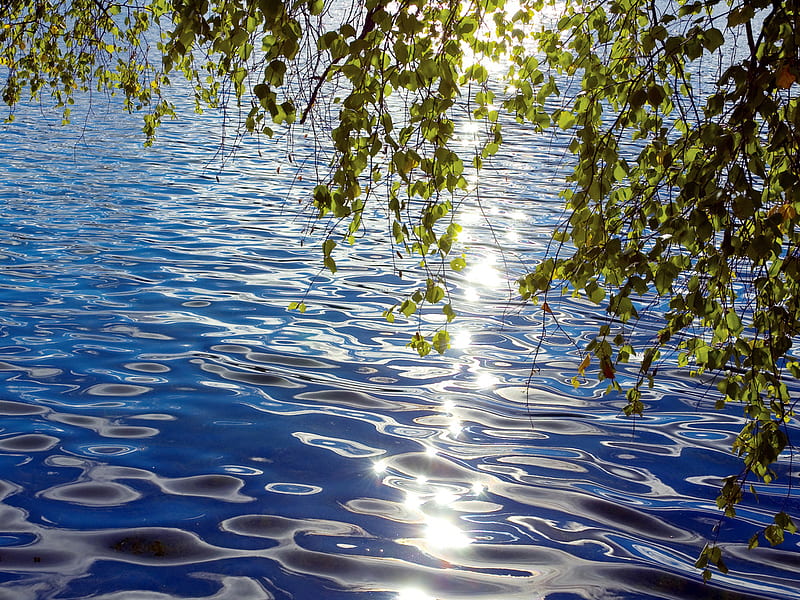 Aguas cristalinas, espumoso, aguas, árbol, ondulaciones, belleza, río,  bonito, Fondo de pantalla HD | Peakpx