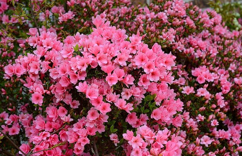 Azalea, flowers, azaleas, nature, Pink, HD wallpaper