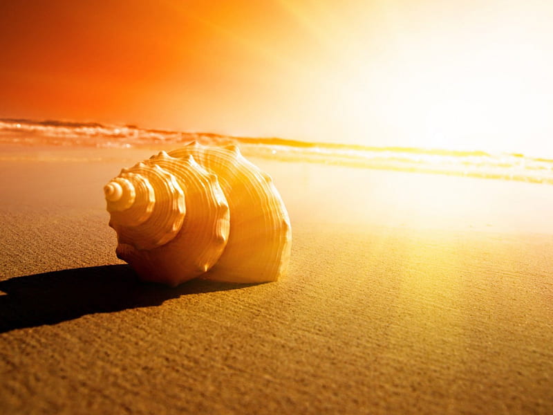 Seashell at Sunset, Sand, beach, Seashell, Sunshine, HD wallpaper