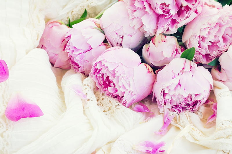 Pink Peonies, flowers, spring, petals, white dress, pink, peonies, HD wallpaper