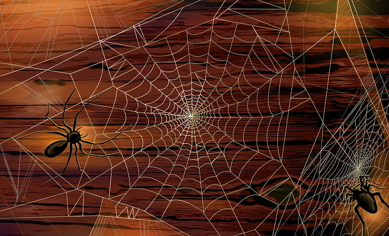 Spider web, halloween, wood, fantasy, brown, web, spider, HD wallpaper