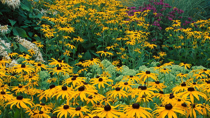 Yellow Black Eyed Susan Seeds Flowers Field Flowers, HD wallpaper