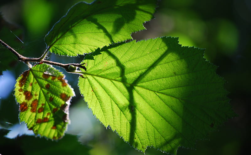Shadow Leaves Ultra, Nature, Forests, Green, Leaves, Shadow, HD wallpaper