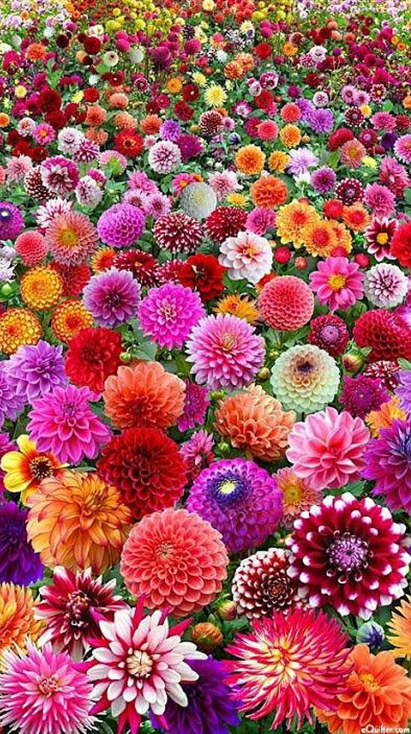 Flowers, colorful, garden, nature, HD phone wallpaper