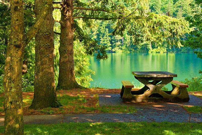 Picnic table, shore, grass, woods, bonito, picnic, nice, calm, river, reflection, table, rest, forest, quiet, lovely, greenery, trees, lake, pond, summer, nature, branches, HD wallpaper