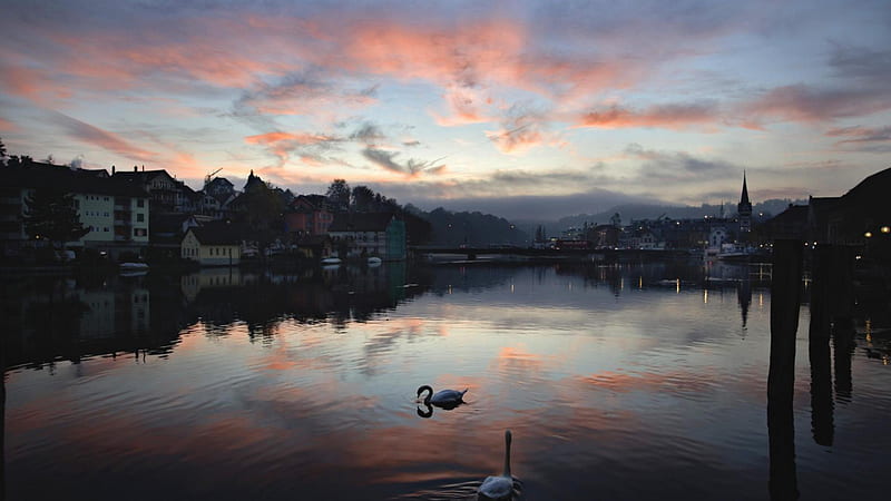 swans on the rhine in schaffhausen switzerland, town, river, sunset, clouds, swans, HD wallpaper