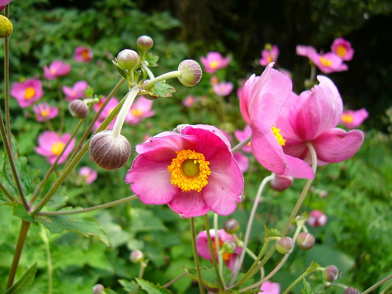 Nature, Flowers, Flower, Close Up, , Anemone, Pink Flower, HD wallpaper