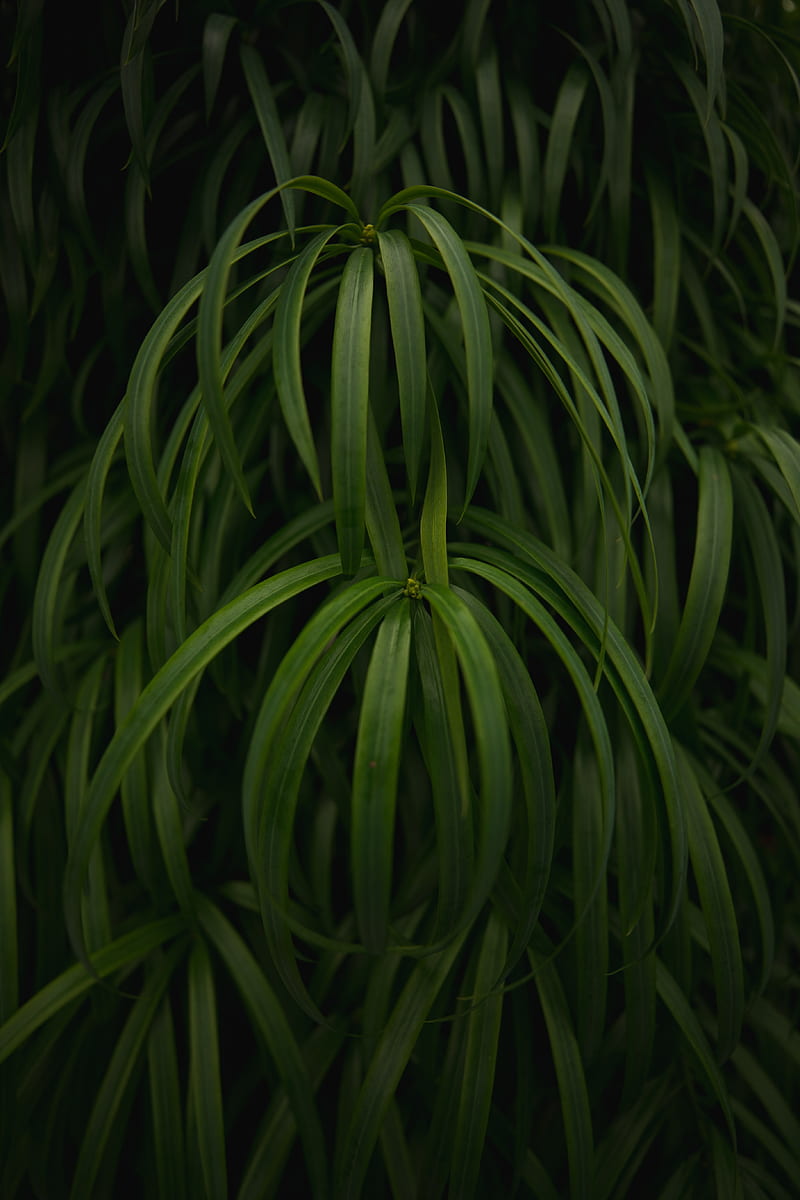 plant, leaves, macro, green, glossy, HD phone wallpaper